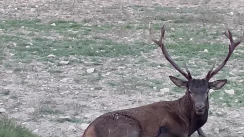 Rescuing A Deer From A Well