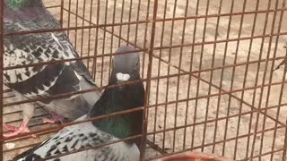 Beautiful pigeon is taking their lunch