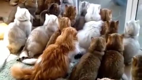 What's Behind the Door? Cats in Hilarious Anticipation!