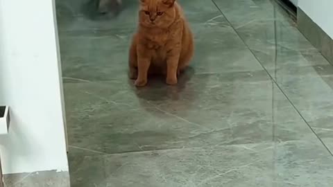 Kelakuan Si kucing