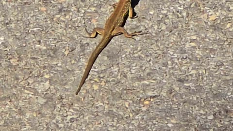 Mini lizard running across a cycle path / cute lizard in nature.