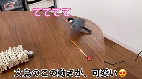 茶太郎、君は立派男だ✨ 文鳥 Java sparrow Java finch