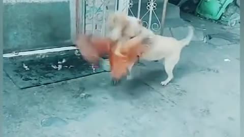 Chickens fight Dogs