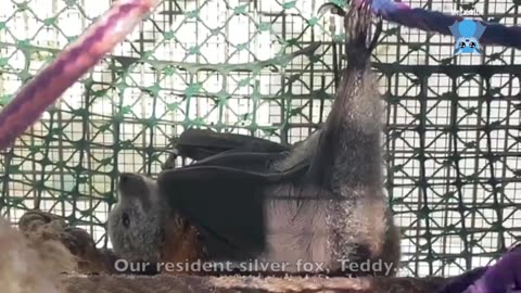 Juvenile flying-fox in care has an xray this is Elizondo.mp4