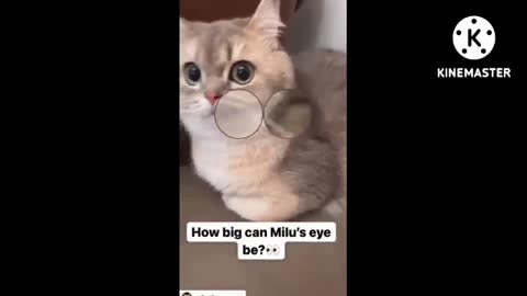 Funny cat video