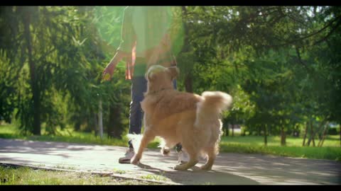 Cute dog playing with ball and it's master.