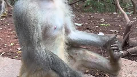 Monkey Meditation