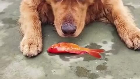 Mom ! My Fish is dead #dog #doggie #stray #dogvideo #short