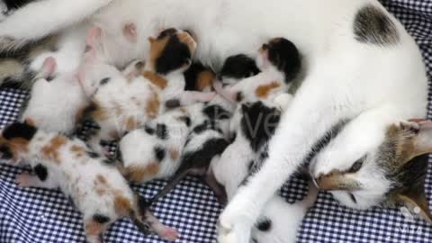 Newborn kittens feeding on mother