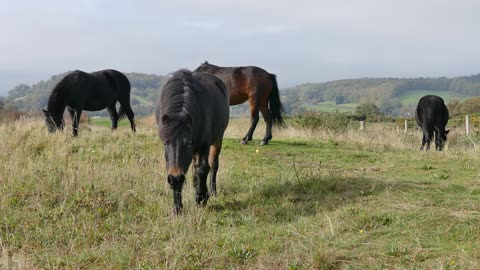 horses eating grass