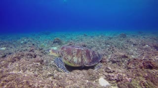 Turtle swimming against the surface