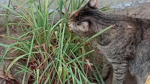 Cat eating grass yummy yummy