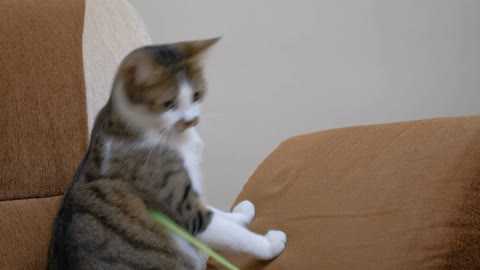 A pet owner playing with a cute cat with a straw.