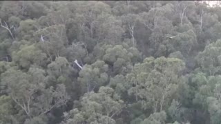 Wedge-Tailed Eagle Swoops at Drone