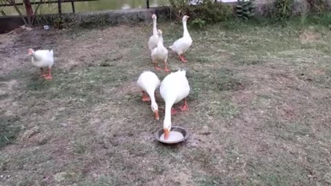 Funny Duck