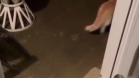 cat is having fun with its owner