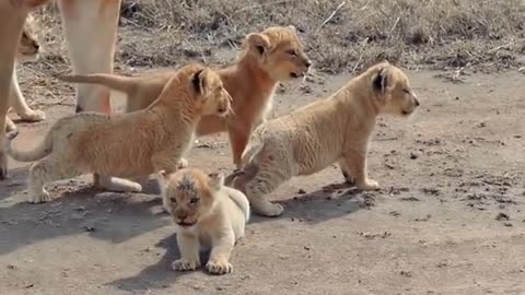 Cute baby lion cubs