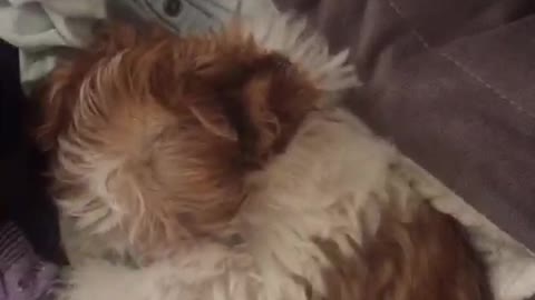 Dog plays peek a boo