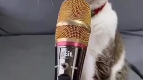 Funny animal cat singing