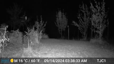 Raccoons in the Birdbath