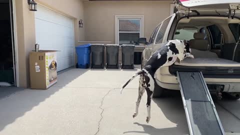 Huge dog doesn't need ramp to jump into SUV (how is this possible)