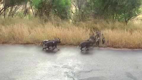 Lions- Attack- Wild- Dogs