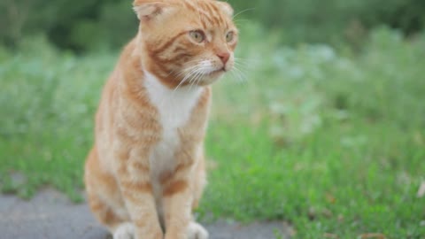 Old homeless red cat on the street. Close-up portrait cute American short hair cat. Cute cat face