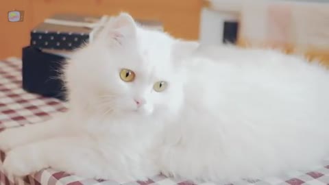 Some de gato e gatinhos miando cat🐱 super short video.