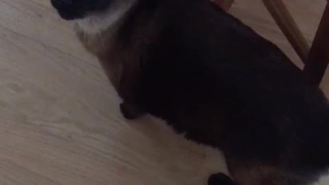 Black siamese cat meows and walks around wood floored house