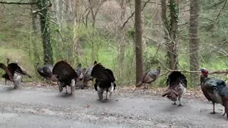 Turkeys on the street caught strutting their stuff