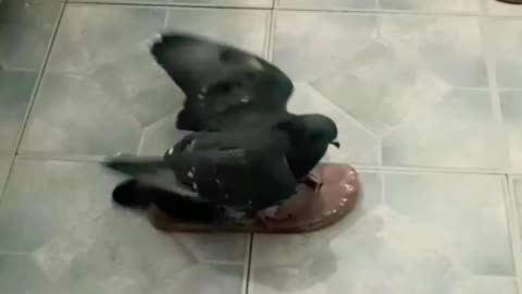 "Rocky My Pigeon Dancing Houdini"Adorable Come See🤗🕊️💎💃🎤🎶💫