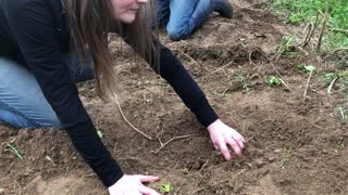 How do you plant seed potatoes...EASY crop