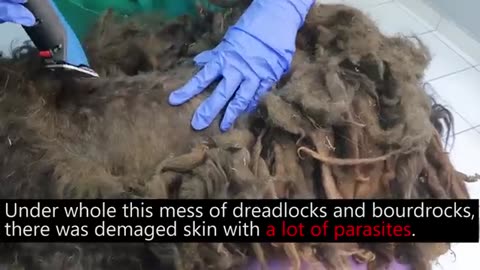 YOU WON'T BELIEVE how this DOG looks after shaving all these dreadlocks