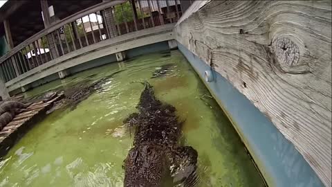 Gator Chomps GoPro