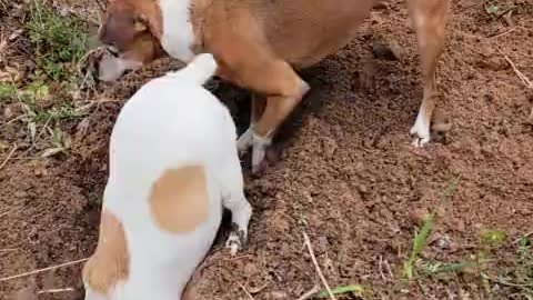 Pair of dogs use teamwork to dig giant hole in the home