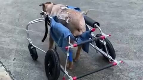 Perrito rescatado de las calles lucha por su vida tras sobrevivir a una gran intervención (2)