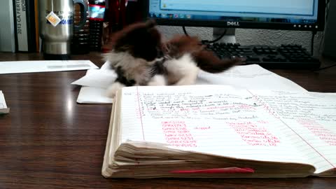 Kitten turns office desk into personal playground