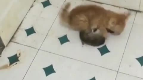 kitten vs mouse tournament