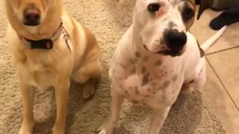 Brown dog and white dog sitting on carpet with drawn on eyebrows