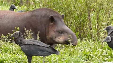 brazilian backcountry fauna "tapir in the massage" wild animal wetland amazon cerrado