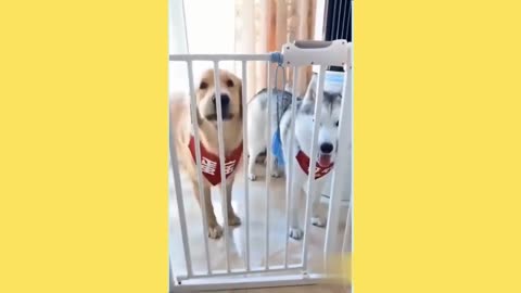 cute puppy doing funny things USA.#2021 #funny #funnyvideo