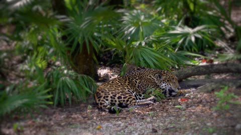 A leopard animal