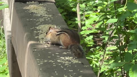 Chipmunk collecting rice to take home