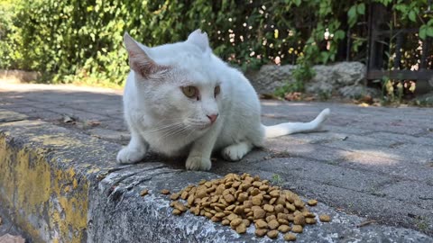 The world_s most angry_ wild and sweet white cat