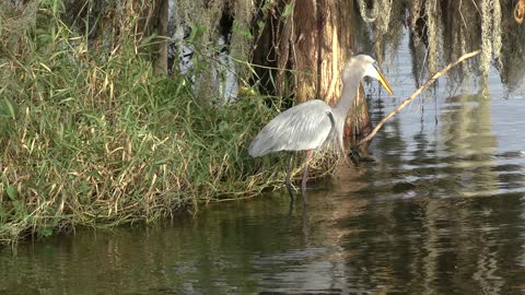 Good catch...Great Blue Heron swallows a snake