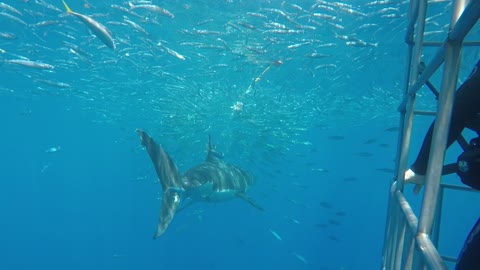 Multiple Great White Sharks approaching divers