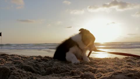 Puppy playing on the beach cute dog funny dog