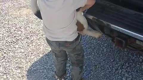 Boy Boosts Basset Hound into Truck