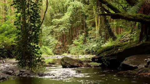 BEAUTIFUL BIRDSONG DEEP IN THE FOREST, RELAXING NATURE SOUNDS, SINGING NIGHTINGALE