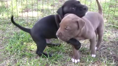 Pit Bull Mummy Growls and Snaps at Her Puppies